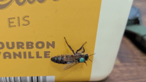Bienenkönigin