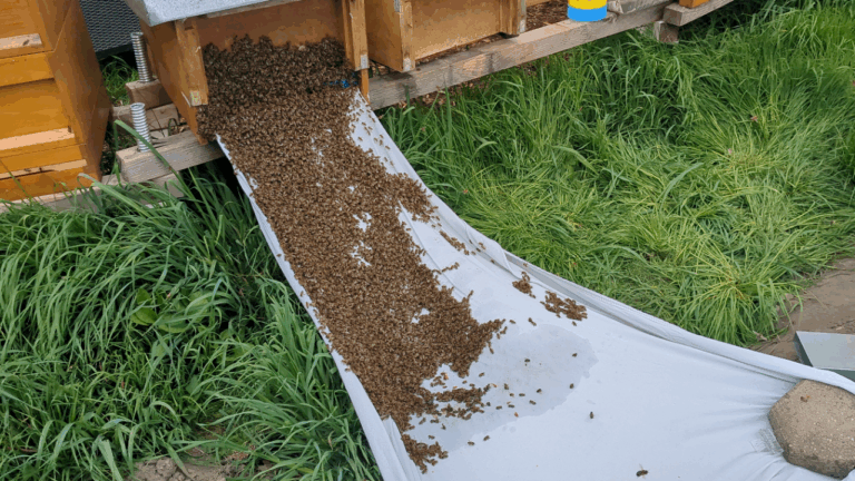 Schwarm beim Einzug in eine Beute