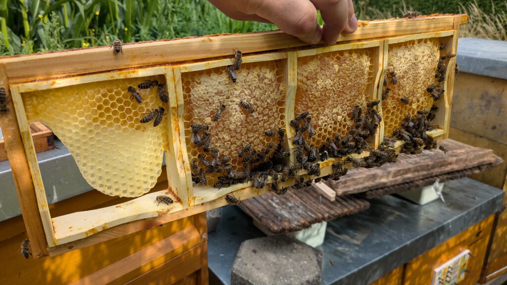 Ein Rähmchen mit drei ausgebauten Waben für Wabenhonig